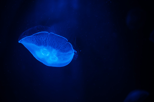 Observing the jellyfish peacefully swim