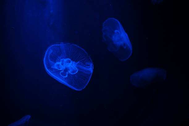 istock Translucent jellyfish swimming peacefully 1725768554