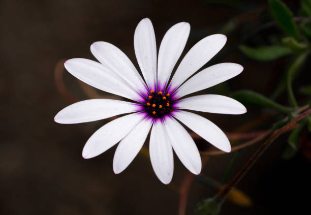 Cape daisy flowers. Flowering plant close-up. Asteraceae.