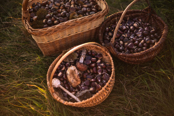 istock Just another Autumn day in Europe woods 1725770873