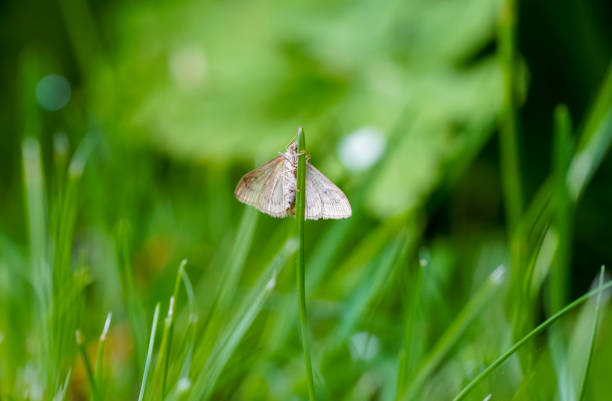 A moth sits on a blade of grass in nature. Insect close-up.