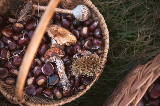 Baskets full of wild chestnuts and some edible mushrooms