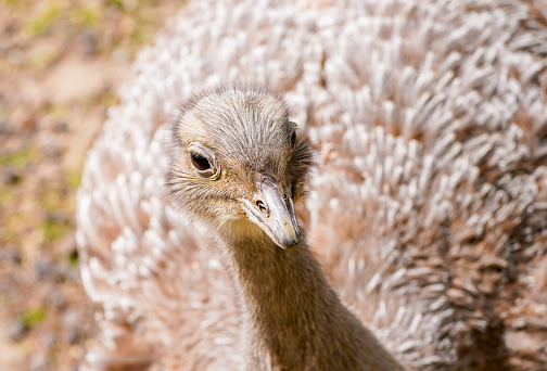 Portrait of a nandu. Bird close-up. Rhea americana. Large ratite.