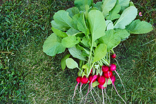 bunch of red organic farm radish close-up on green grass. farmer's subsistence farming, farmer's market