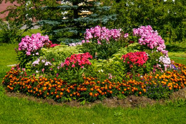 istock Flowers in the garden 1725776548