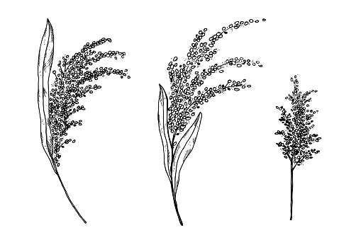 Millet ears plant hand drawn, vector, illustration on isolated background. Set with branches of bulrush harvest grain, healthy grass food,cereal,agriculture for logo, print, design, label, wrapping. Design element