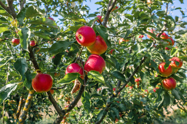 istock Red ripe apples on branches in the autumn garden 1725777790