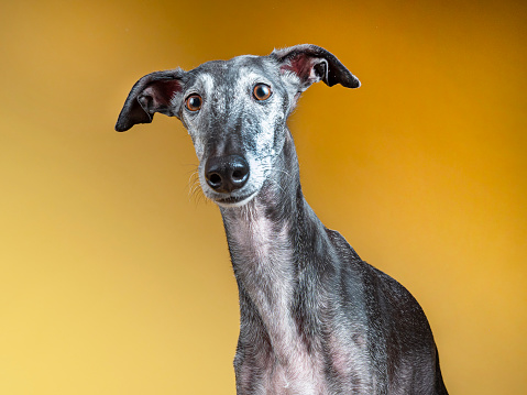 Spanish greyhound