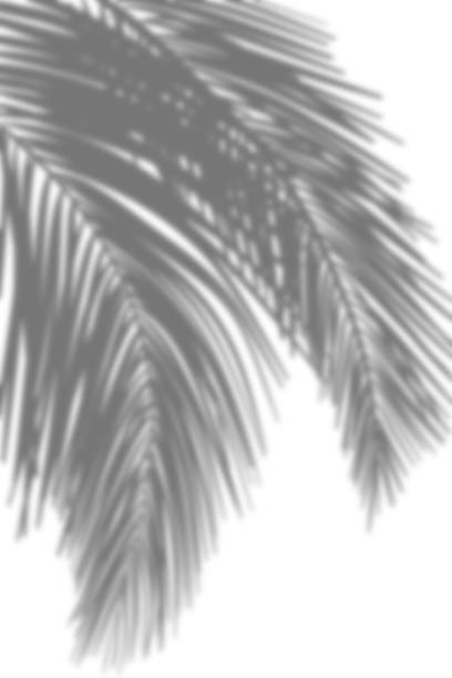 istock UShadow Palm Leaves silhouette on white wall background, Tropical Coconut Leaf Overlay, Element object for Spring Summer, Mock up Product Presentationntitled Artwork 1725825340