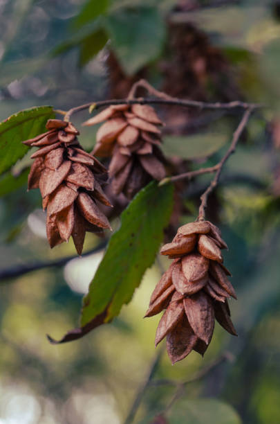 istock A native tree with ornamental seed heads growing in Texas. 1725843783