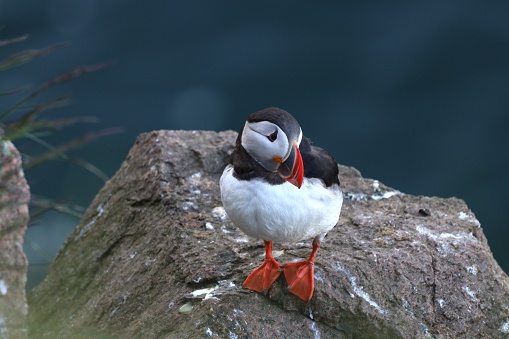 Puffin on rocks