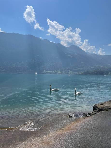 istock Swans on Lake Thun in Interlaken 1725876870