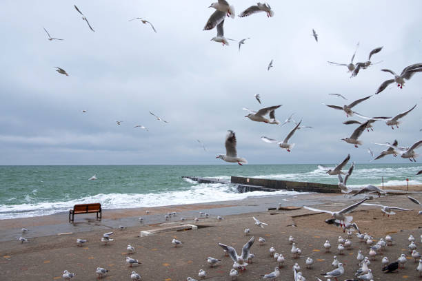 Seagulls flying by the seaside. Seagulls flying by the seaside on a cold winter day. odessa beach stock pictures, royalty-free photos & images