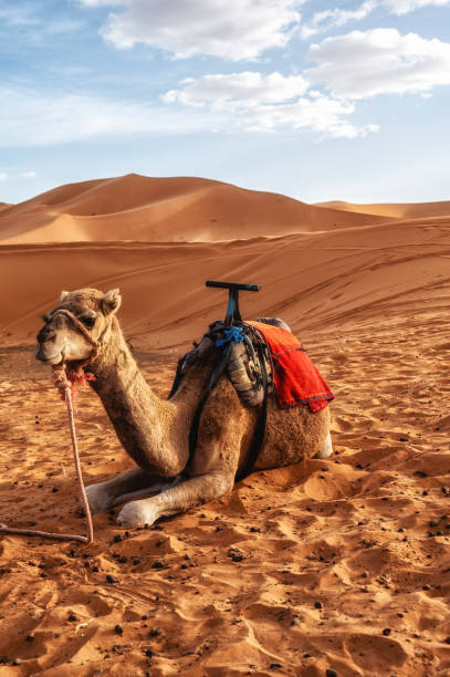 istock Camel caravan in the Sahara of Morocco. 1725879037