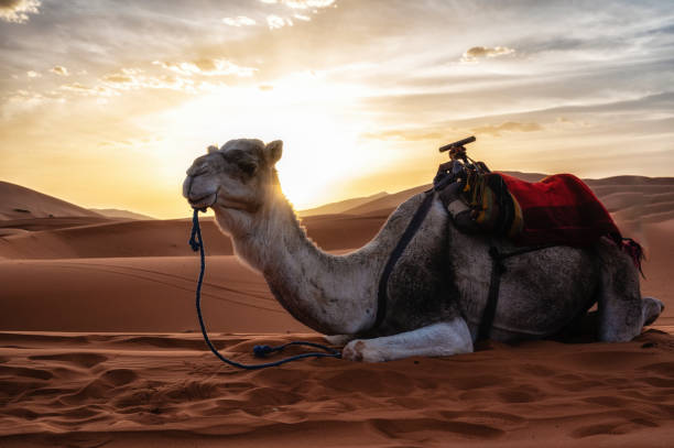 istock Dromedary camels sitting on sand in desert against sky during sunset 1725879630
