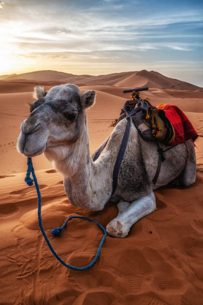 istock Dromedary camels sitting on sand in desert against sky during sunset 1725879642