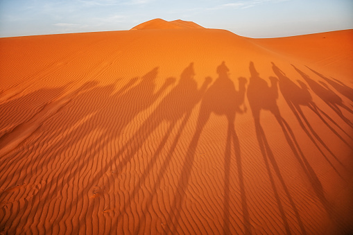 Camel shadow in the desert of Morocco.