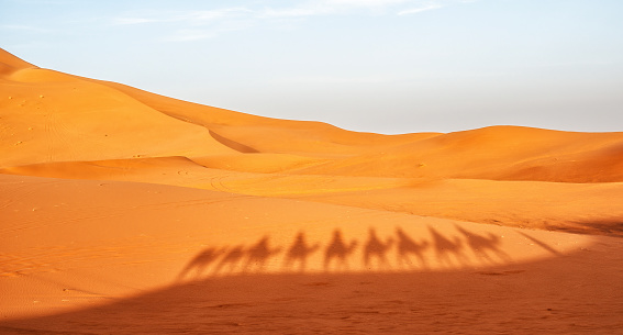 Camel shadow in the desert of Morocco.