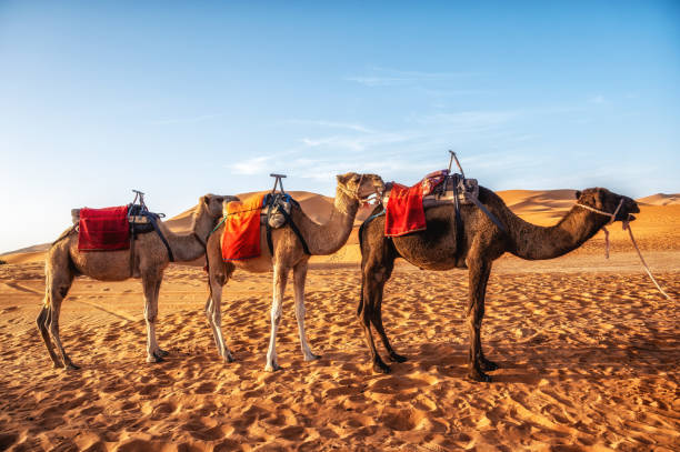 istock Camels resting in the Sahara Desert, Merzouga, Morocco. 1725880203