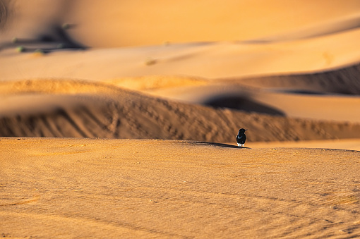 Stunning view of a bird on the dunes of the Sahara Desert. The black wheatear (Oenanthe leucura) is a wheatear, a small passerine bird.