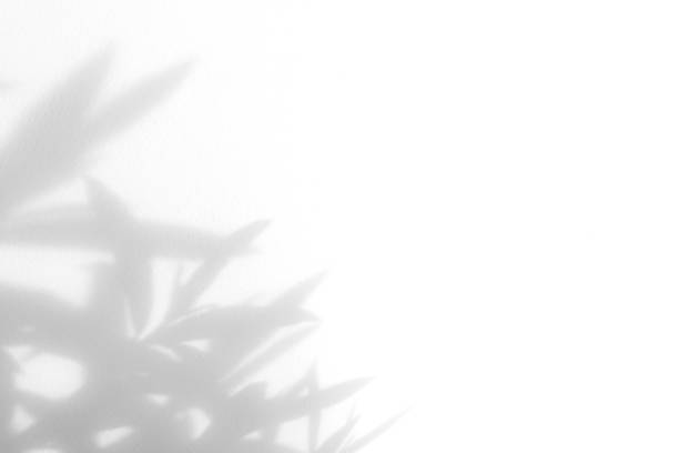 istock White wall with leaves shadow overlay. Sunlight effect shadow on the wall. 1725881383