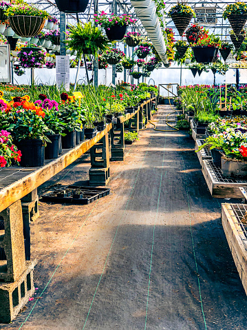 The inside of a commercial greenhouse with lush foliage. The view is from the aisle.  There are trays of plants and hanging baskets. Most of the plants are annuals. The walls of the aluminum structure nursery are made up of poly-carbonate plastic.