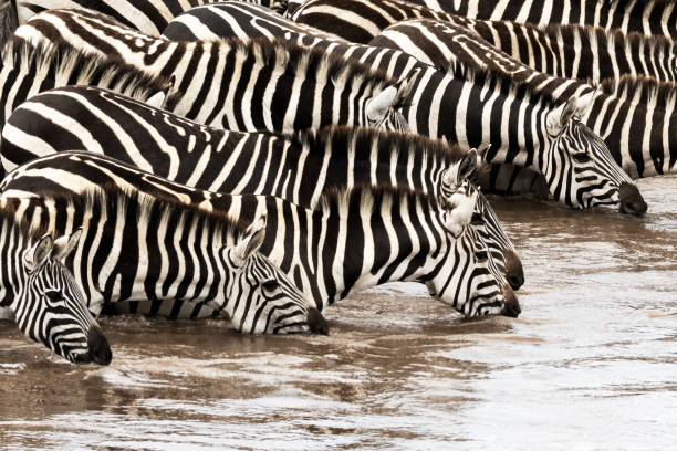 istock Plains zebras, equus quagga, drinking from the Mara river during the annual great migration. Masai Mara, Kenya. 1725903586