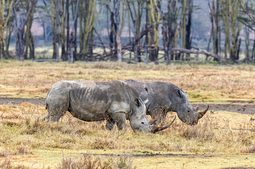 istock Two adult white rhinos in Lake Nakuru National Park, Kenya. Side view of square-lipped rhinoceros. 1725903588