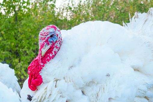 Turkey with white feathers and red small appendage on green tree background