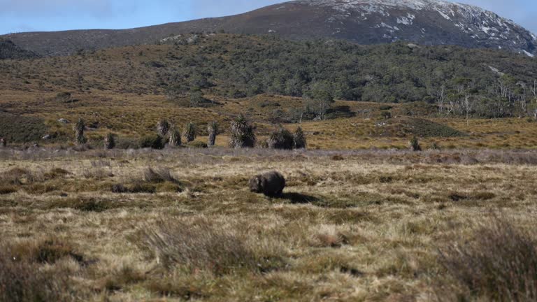 Wide shot of wombat in distance eating native green and yellow shrubs, with mountain range behind. brown furry marsupial australian animal. Cradle mountain.