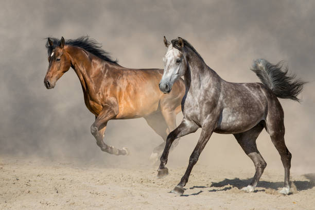 istock Couple horse run 1725911235