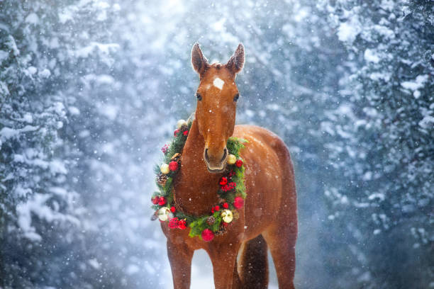 クリスマスの装飾で冬の雪の中の馬 - young animal beautiful horse mammal ストックフォトと画像