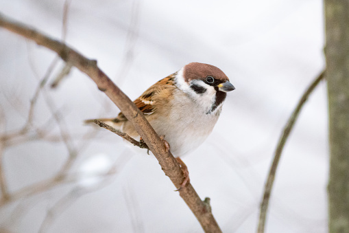 Eurasian tree sparrow on a branch at winter