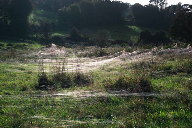 A meadow in Devon filled with spider webs at sunset