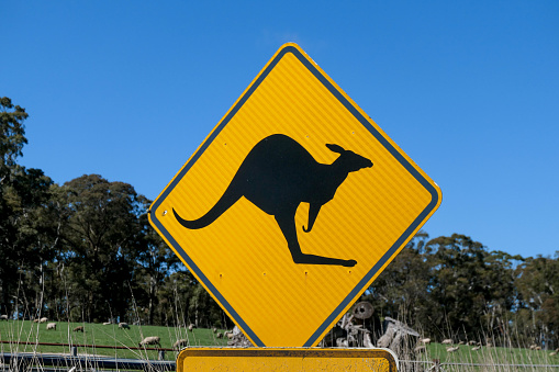 Sign by the side of the road warning motorists to keep a lookout for kangaroos. In the background are sheep in a paddock.  The sign below, not fully shown, reads \