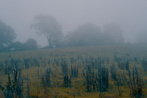 A foggy rural Devon scene on a cold  morning.