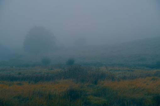 An oak tree outlines in a misty and cold landscape, Devon UK.