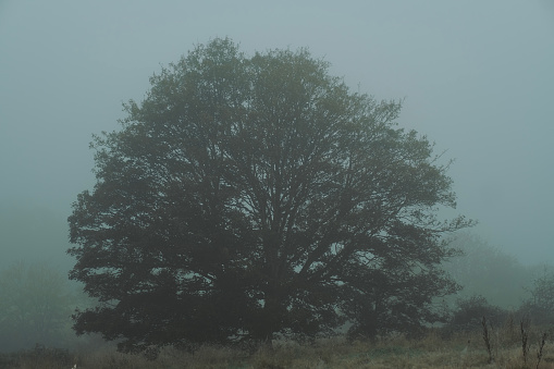 Fairytale forest in late autumn in brown tones. Misty woods with fallen leaves in the morning. Foggy moody place.