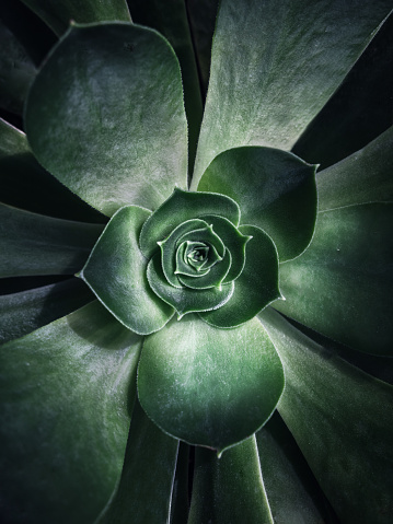 Macro photography of green plant. Close-up of center of succulent with soft green texture and highlighted leaves. Toned image suitable for wall poster or website background