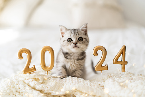 A cute tabby kitten of the Scottish straight cat breed sits on a knitted blanket. Good New Year spirit. Ready postcard 2024. Happy New Year animal, pet, cat.