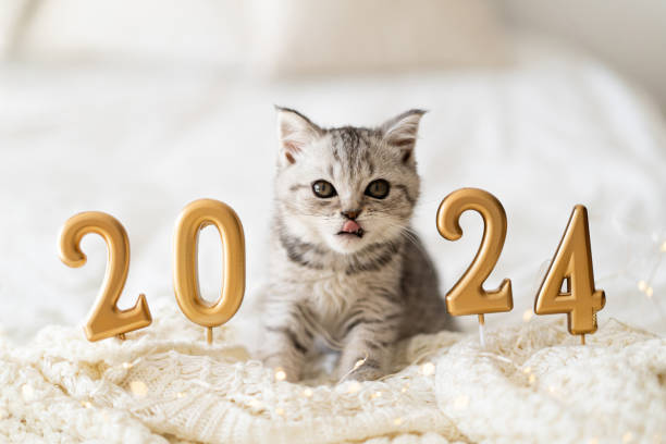 istock A cute tabby kitten sits on a knitted blanket. Ready postcard 2024. 1725931265