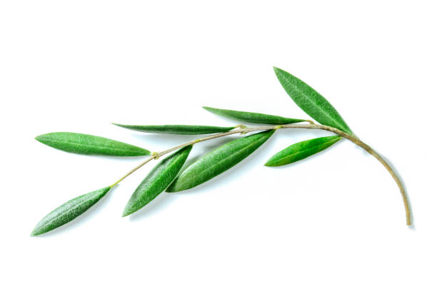 istock Olive tree branch with green leaves, isolated on a white background 1725936906