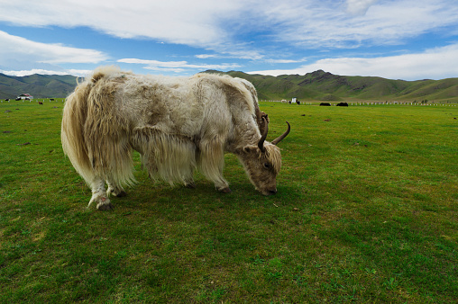 Photo of a yak grazing in Mongolia.