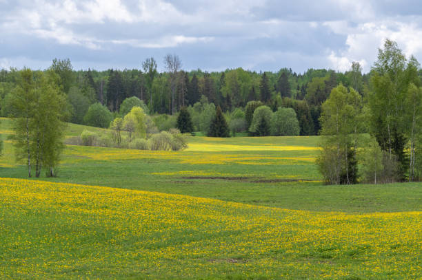 istock Spring landscape with green and yellow blooming fields and trees 1725976174