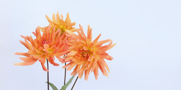 Dahlia flower head against a white background. Petals of an orange Dahlia flower. Floral macro. Beautiful Dahlia in bloom. Big autumn flowers. Macro nature. Floral abstract background. Greeting card