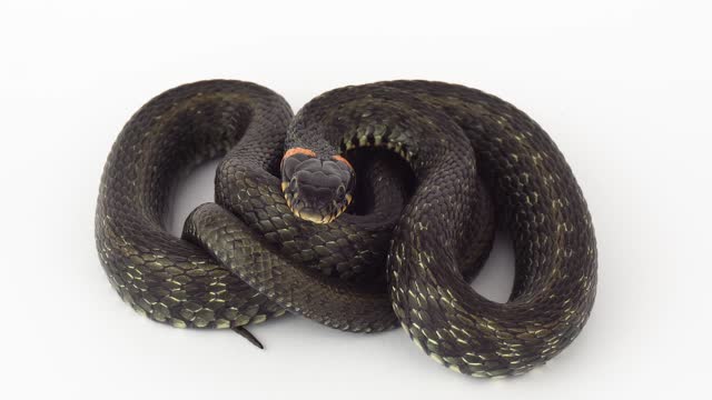 Snake viper on a white background