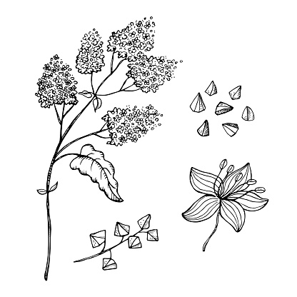 Buckwheat plant vector sketch hand drawn on isolated background. Set of buckwheats branch, seeds and fruits with engraving. Grain harvest, agriculture, healthy food, carbohydrate, porridge, tea. Design element for print, logo, label, wrapping, card