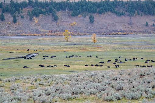 Bison or buffalo migrate east to better pasture with autumn colors in Lamar Valley of the Yellowstone Ecosystem in western USA of North America. Nearest cities are Jackson, Wyoming, Bozeman and Billings, Montana and Denver, Colorado