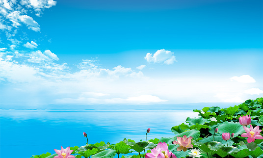 Beautiful lotus flower in the pond and cloudy blue sky background