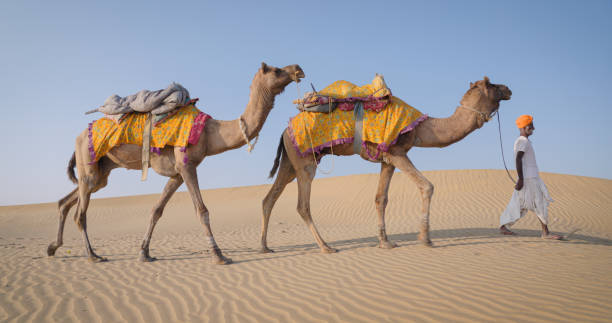 istock Indian man with camels on sand dunes, Rajasthan, India 1726016678